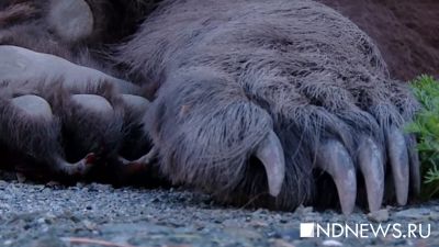 В Югре медведь отомстил браконьеру: кроме травм от зверя охотник получил штраф за незаконную охоту