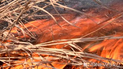 В Надымском районе горит 1100 гектаров