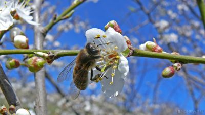 Пчел собираются заменить роботами
