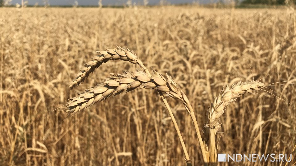 Европейские соседи киевского режима потребовали продлить запрет на ввоз украинского зерна
