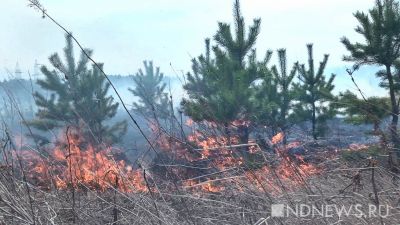 Госдуме предложили десятикратно повысить штрафы за лесные пожары