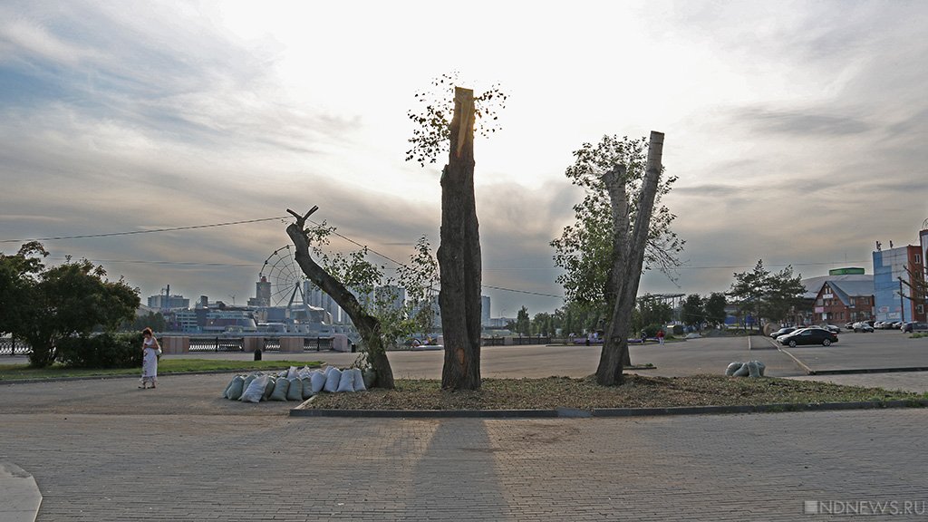 В Челябинске стартовал сезон «оболванивания» деревьев