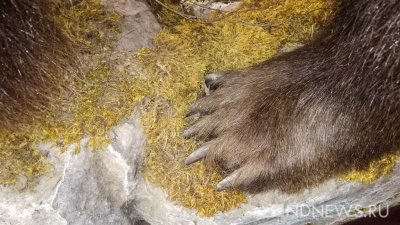 На Сахалине наблюдается скопление голодных медведей у рек из-за дефицита горбуши
