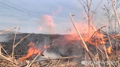 Площадь лесных пожаров на Урале снизилась вдвое
