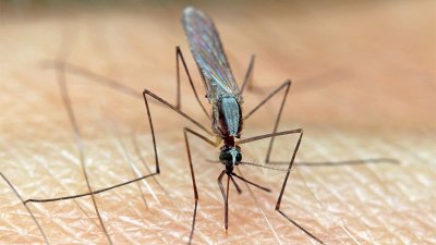 Бразилия бьет рекорды по заболеваемости лихорадкой денге