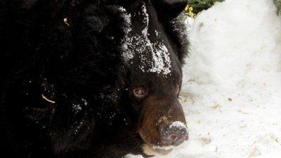 На Камчатке медведь пришел в поселок и занял заброшенный дом