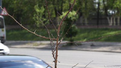 Приживаемость – 16 процентов: в популярном парке Челябинска засохли деревья