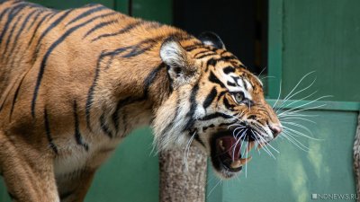 Жители села под Хабаровском прогнали тигра лопатами