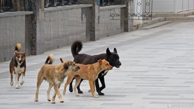 В Сургуте на ребенка набросились три бродячих собаки