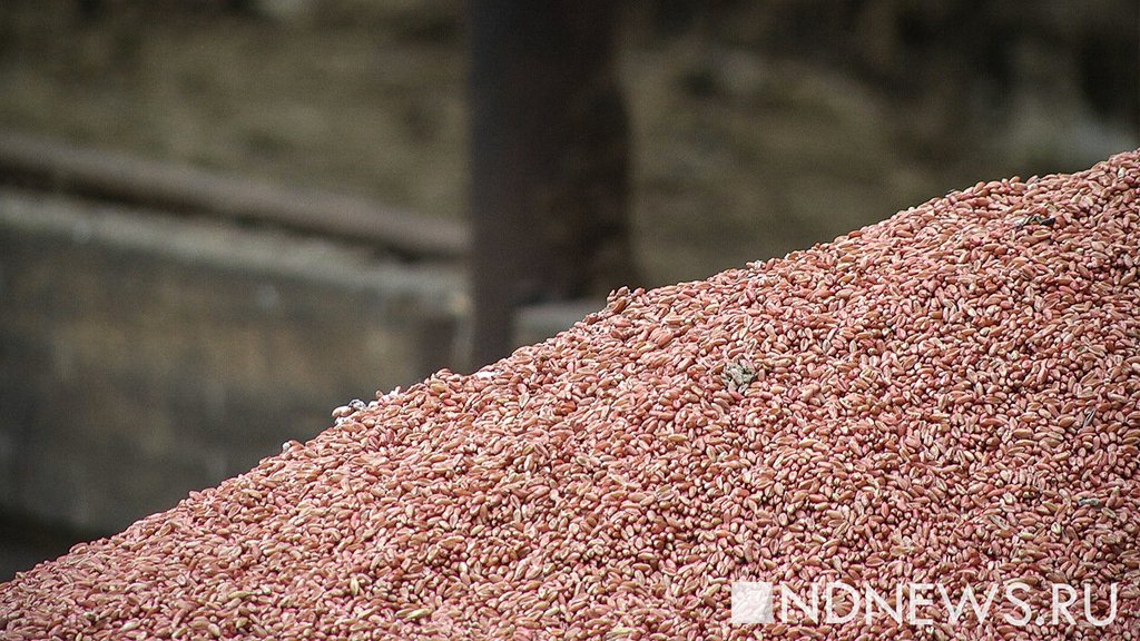 Запорожская область продает зерно в Северную Америку несмотря на санкции