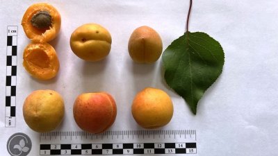 Уральские ученые вывели сорт абрикоса, который выдерживает до -40 °С (ФОТО)