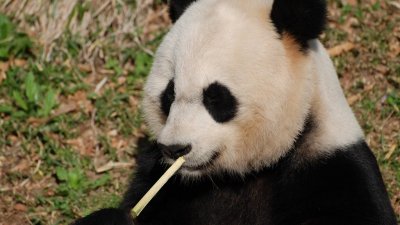 Американскому зоопарку придется вернуть в Китай больших панд
