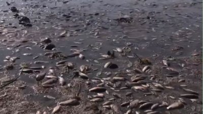 В Днепропетровской области массово гибнет рыба после прорыва Каховской ГЭС