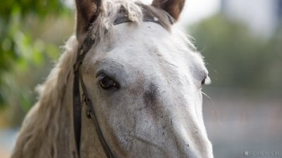 В Аргентине впервые за 30 лет выявили лошадиный энцефалит у человека