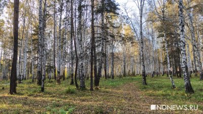 В уральских лесах третий раз за год отменили режим ЧС