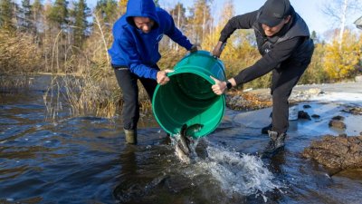 Депутат Вихарев и активисты выпустили в Таватуй 200 белых амуров, чтобы почистить водоем (ФОТО)