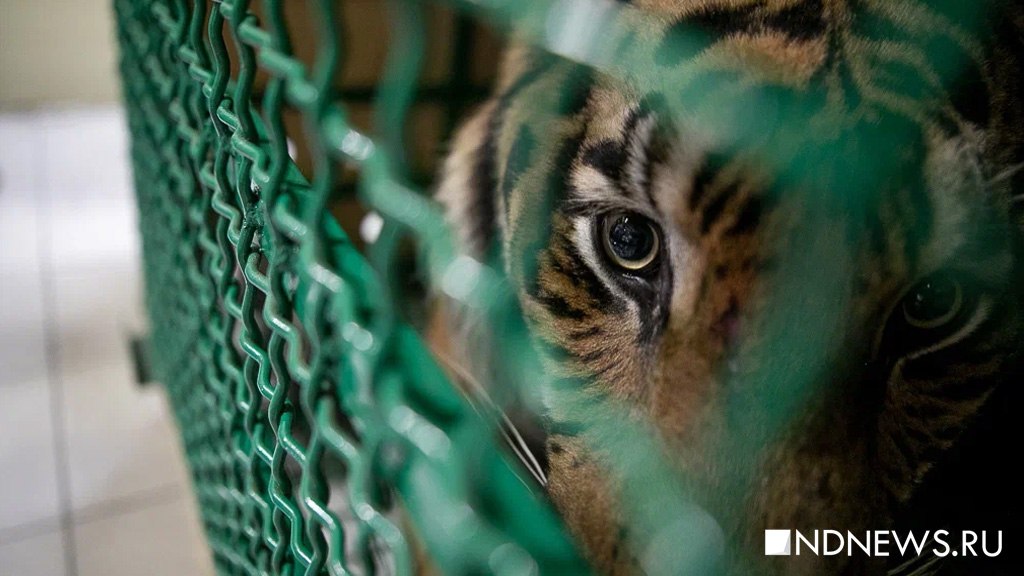 Тигра с тяжелой судьбой отправили из Екатеринбурга в Хабаровск (ФОТО)