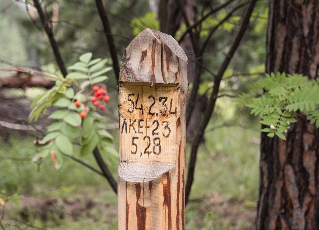В лесопарковой зоне Екатеринбурга стало на 3460 деревьев больше (ФОТО)