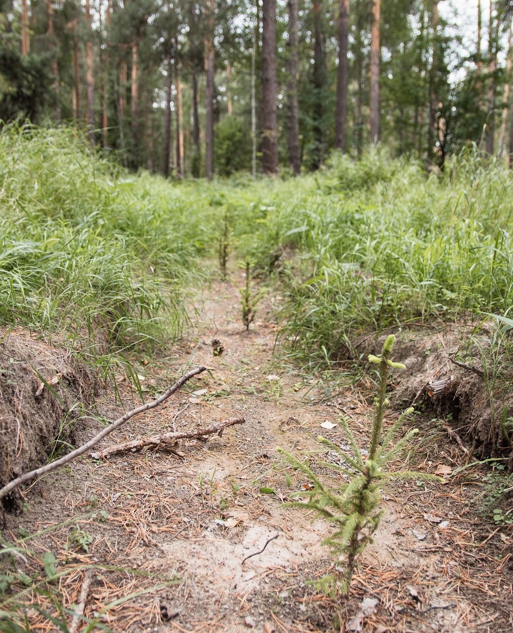 В лесопарковой зоне Екатеринбурга стало на 3460 деревьев больше (ФОТО)