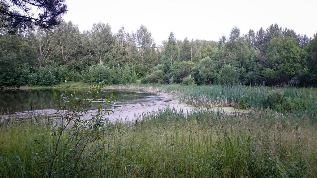 Был кошкотоп, стал – семейный парк. Как в Кировграде преобразили пустырь с болотом (ФОТО)