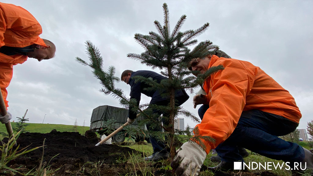 Энергетики высадили десятки деревьев в Преображенском парке Академического (ФОТО)