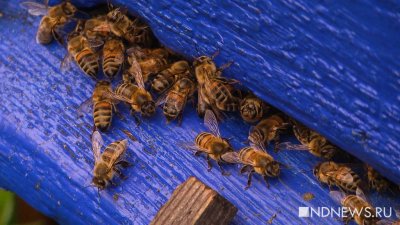 За год в Свердловской области погибло 15% пчел, ущерб превысил 150 млн