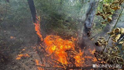 В России из-за пала сухой травы сгорело более 5 тысяч строений