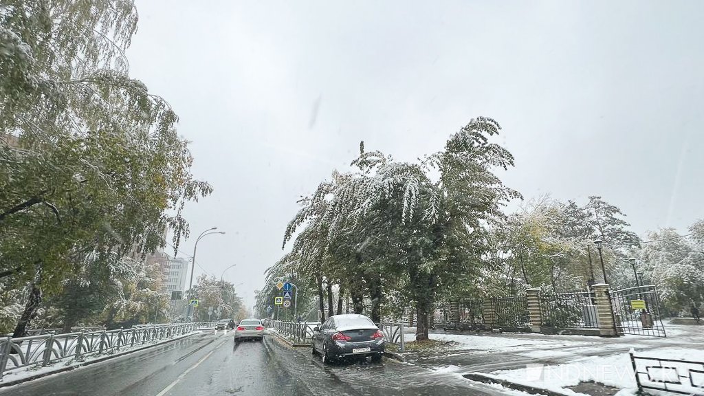 Новый День: Из-за снега тополя стали похожи на пальмы (ФОТО)