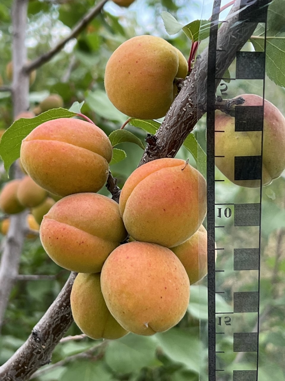 Новый День: Уральские ученые вывели сорт абрикоса, который выдерживает до -40 °С (ФОТО)