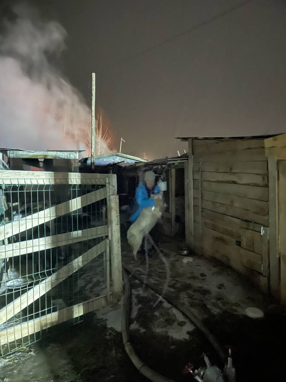Новый День: В пожаре под Екатеринбургом в приюте сгорели около 100 животных (ФОТО)