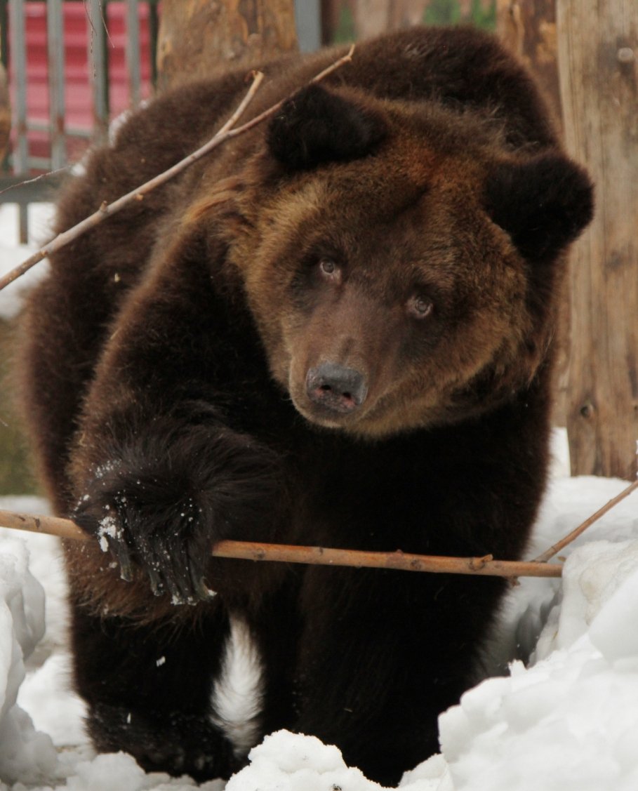 Новый День: В Екатеринбургском зоопарке проснулись медведи (ФОТО)