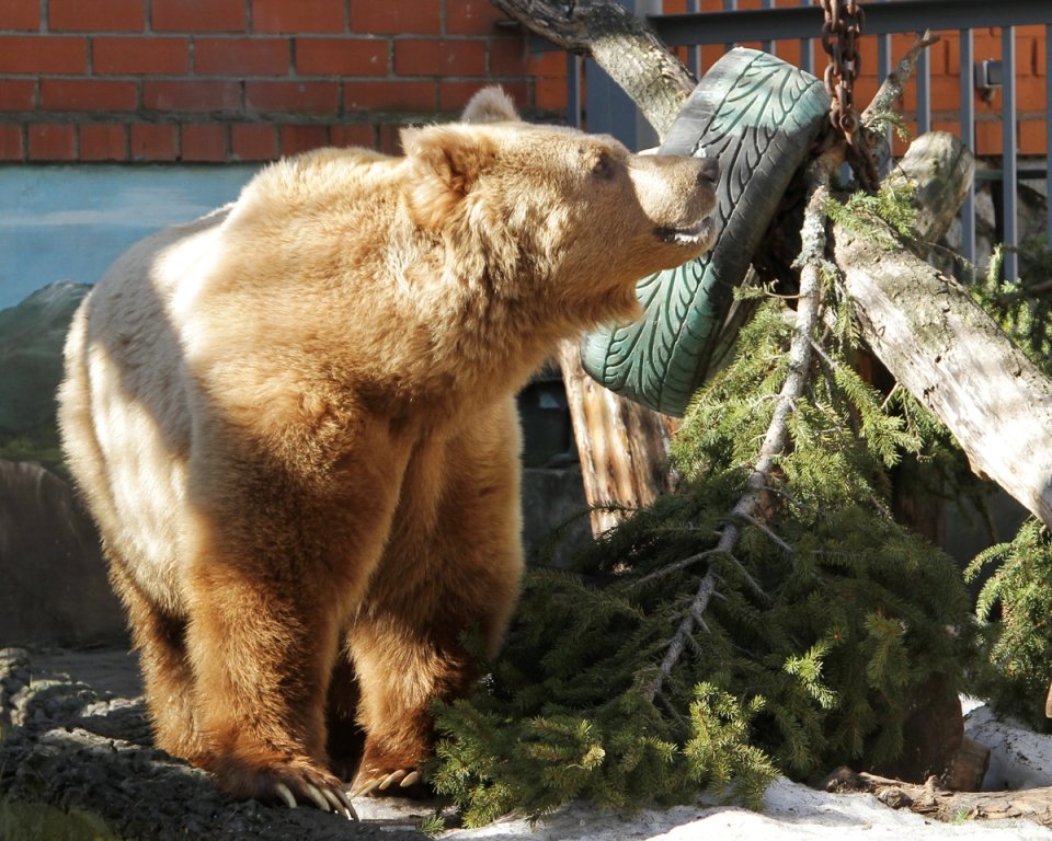 Новый День: В Екатеринбургском зоопарке проснулись медведи (ФОТО)
