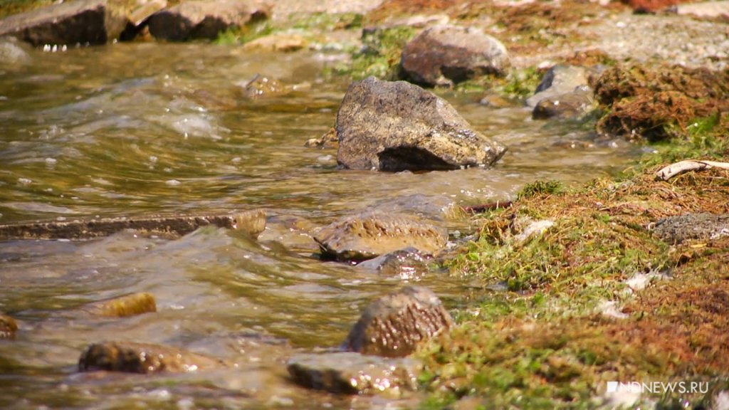 Новый День: Ученый рассказал, когда озеро Шарташ превратится в болото (ФОТО, ВИДЕО)