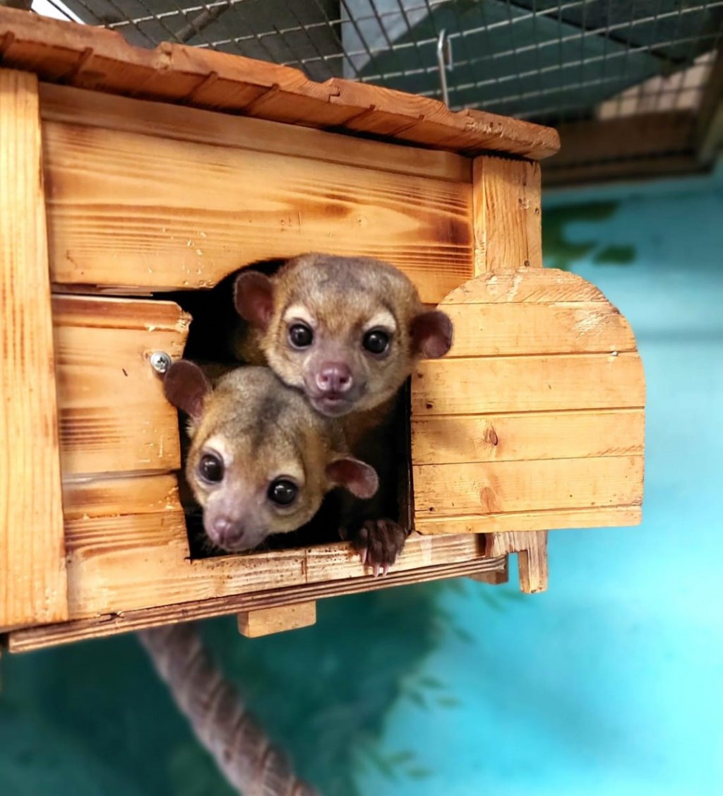 Новый День: Зоопарк впервые показал детеныша медовых мишек (ФОТО)