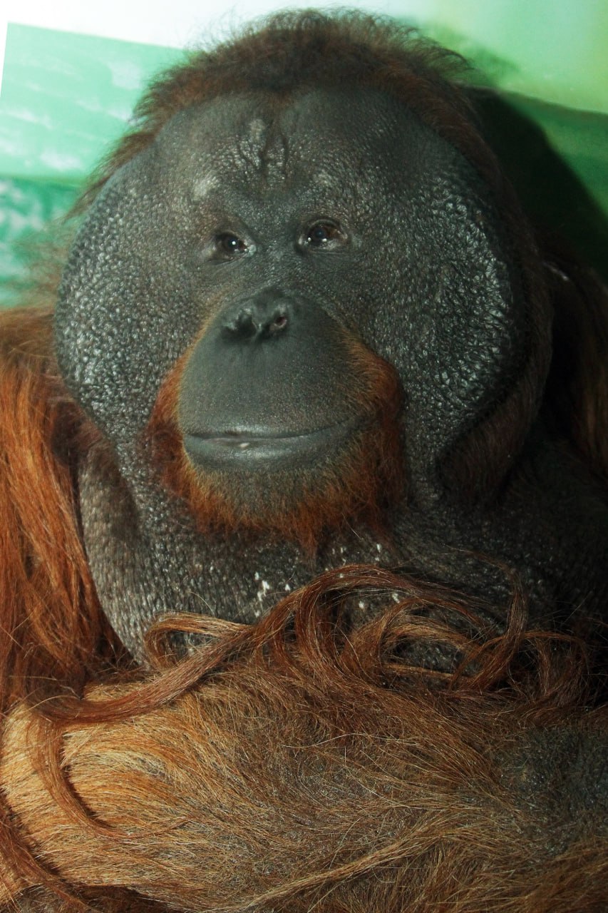 Новый День: Орангутан Захар отметит день рождения (ФОТО)