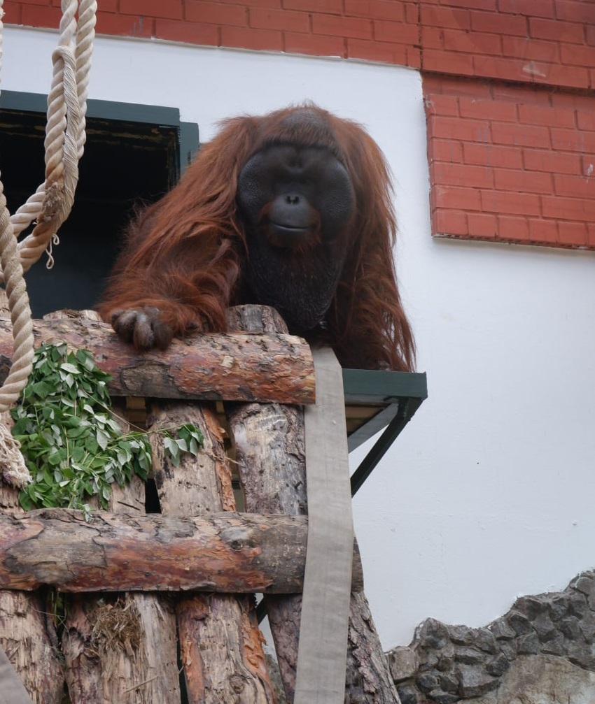 Новый День: Орангутан Захар отметит день рождения (ФОТО)