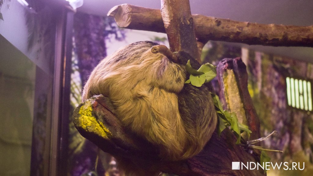 Новый День: В Екатеринбургском зоопарке отметили день ленивца (ФОТО)