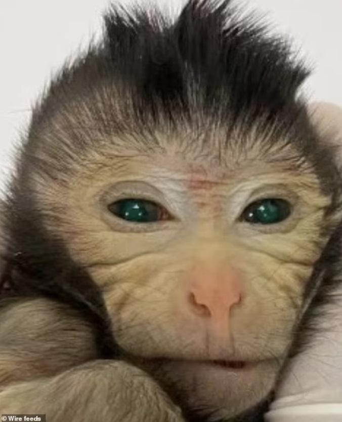 Новый День: В Китае родилась первая в мире обезьяна-химера, созданная из стволовых клеток