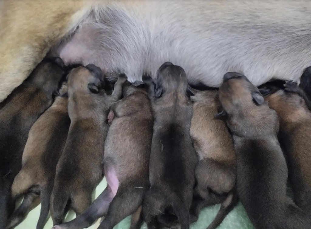 Новый День: В племенном питомнике ГУФСИН за год родилось 67 щенков (ФОТО)